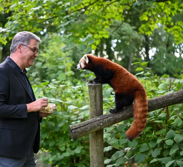 Oberbürgermeister Westphal füttert kleinen Panda im Zoo. 