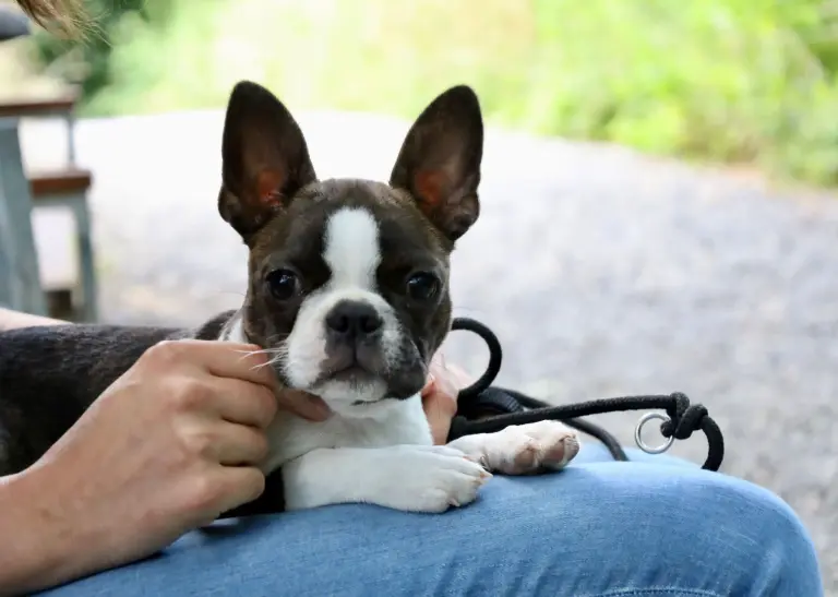 eine französische Bulldogge sitzt bei jemandem auf dem Schoß und schaut in die Kamera