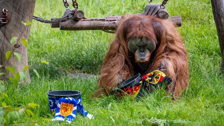 Sumatra-Orang-Utan Walter aus dem Dortmunder Zoo