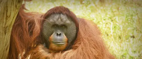 Ein Orang-Utan lehnt sich an einen Baum auf einer Wiese