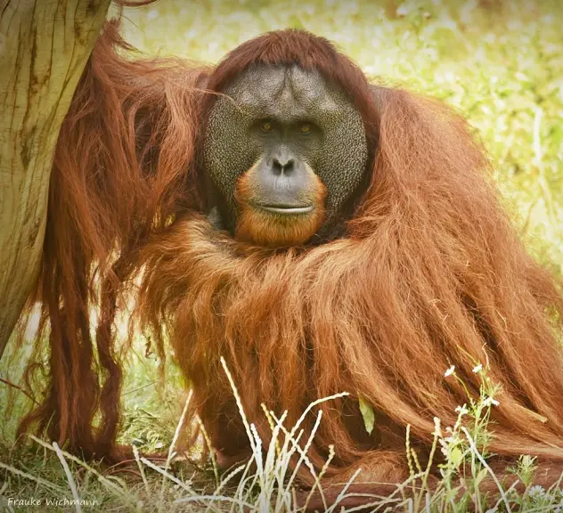 Ein Orang-Utan lehnt sich an einen Baum auf einer Wiese