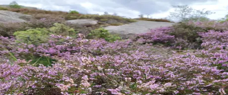 Zu sehen ist eine Fläche voll mit Besenheide.