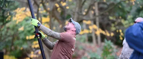 Ein Mann steht vor einem Baum und versucht, mit einem Hilfsmittel das Hornissennest zu entfernen.