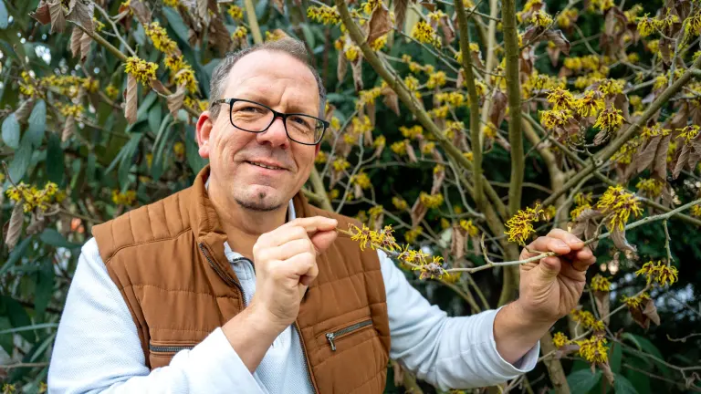 Der Direktor des Botanischen Gartens Rombergpark Dr. Patrick Knopf mit einem gelb blühenden Zweig der Zaubernuss