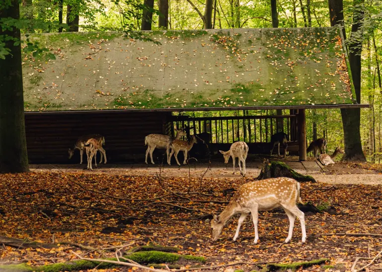 Süggelwald im Herbst.