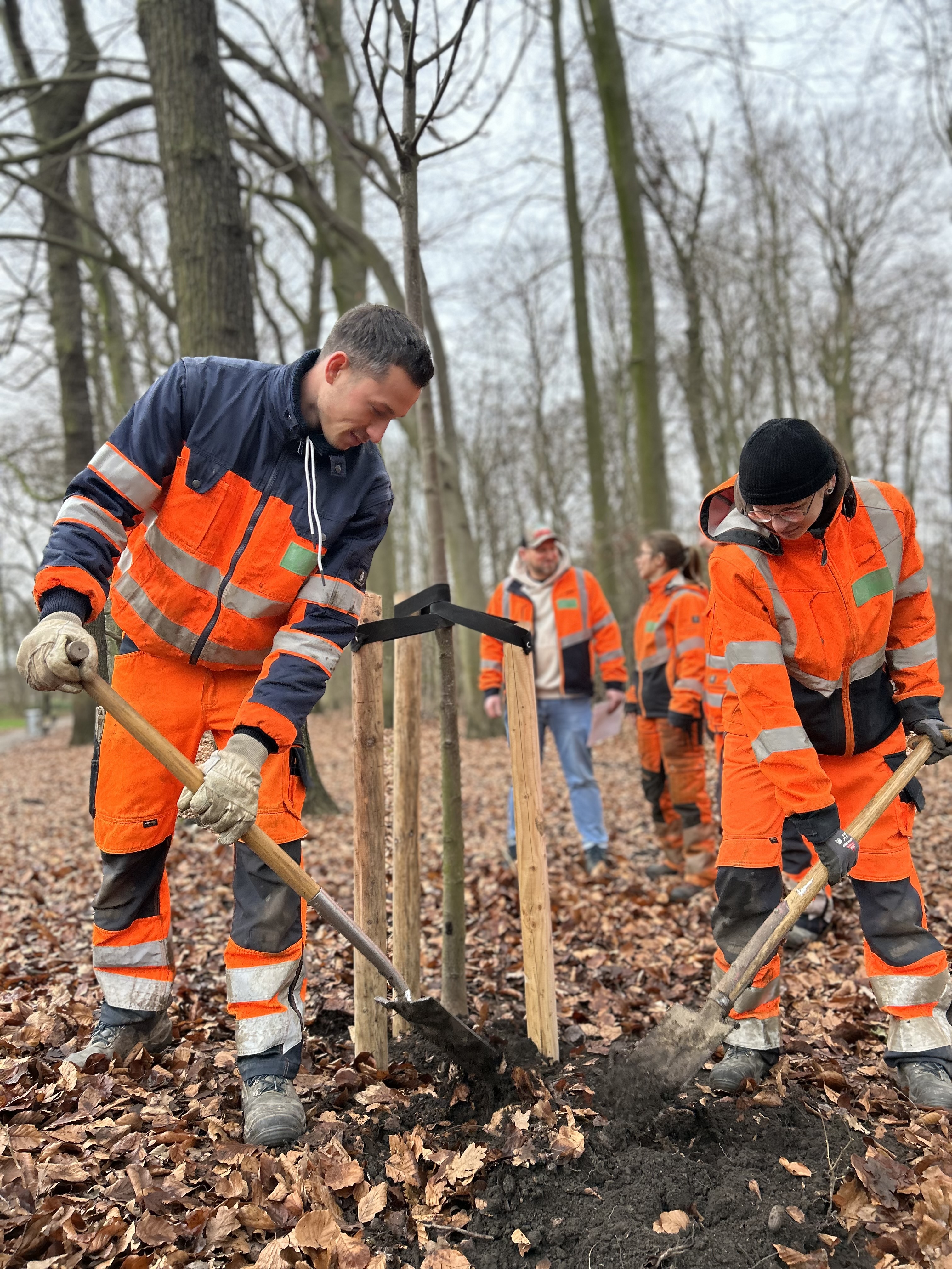 Damit der Jungbaum gut angehen kann, haben Auszubildende des Grünflächenamts ihn am Dienstag sorgfältig eingepflanzt. Gespendet hat der Freundeskreis Fredenbaumpark e.V. die Mehlbeere. Sie erweitert den Bestand der Jahres-Bäume im Park.