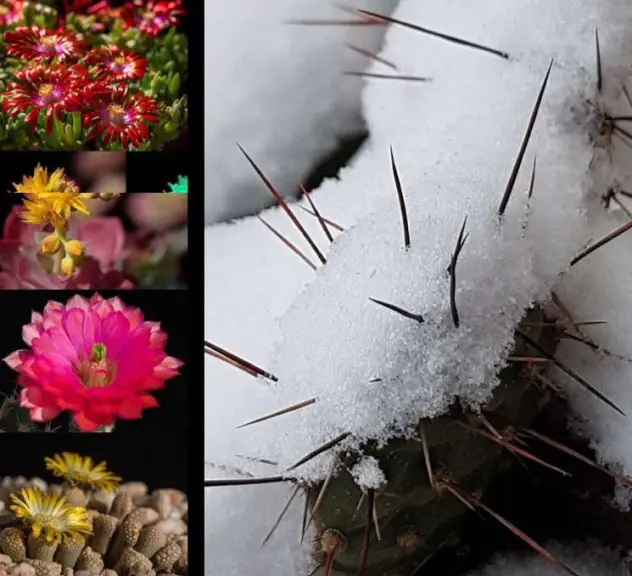 Blüten die aus der Kälte kommen – winter- und frostharte Kakteen und andere Sukkulenten