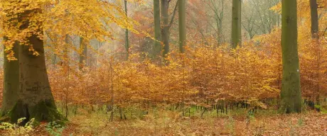 Buchenwald mit Herbstlaub