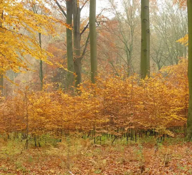 Buchenwald mit Herbstlaub