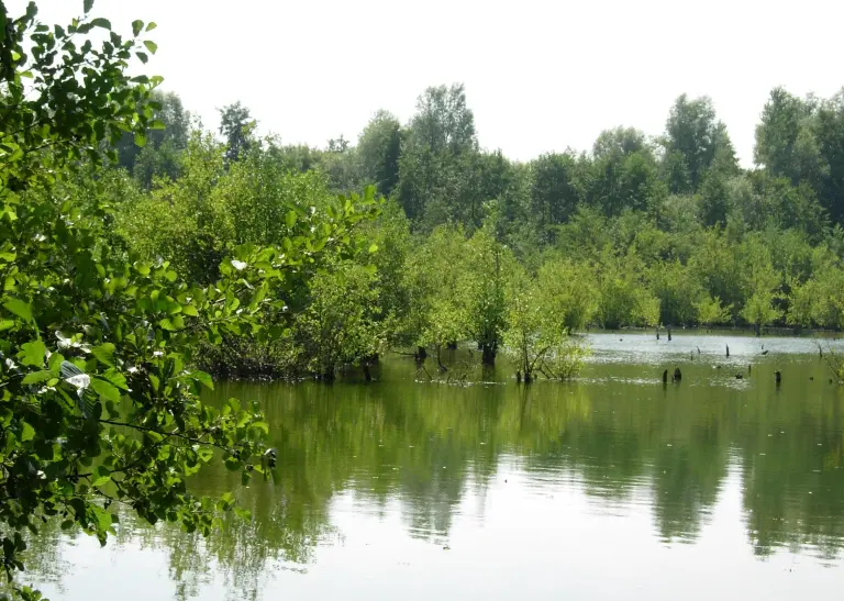 Ein See mit vielen Pflanzen und Bäumen am gegenüberliegenden Ufer.