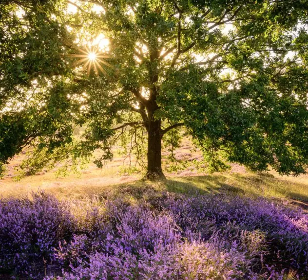 Baum mit Lavendel im Sonnenlicht