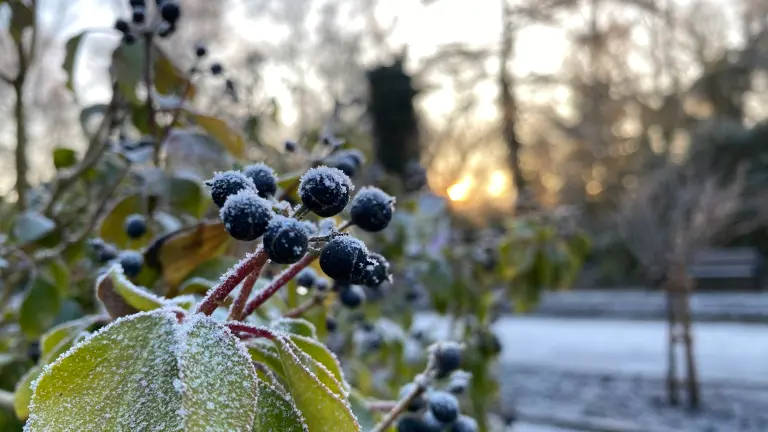 Ein Frosttag im Botanischen Garten Rombergpark bei Sonnenaufgang, im Vordergrund Blätter mit Rauhreif