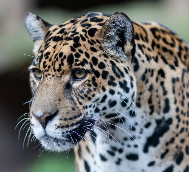 Männlicher Jaguar im Porträt