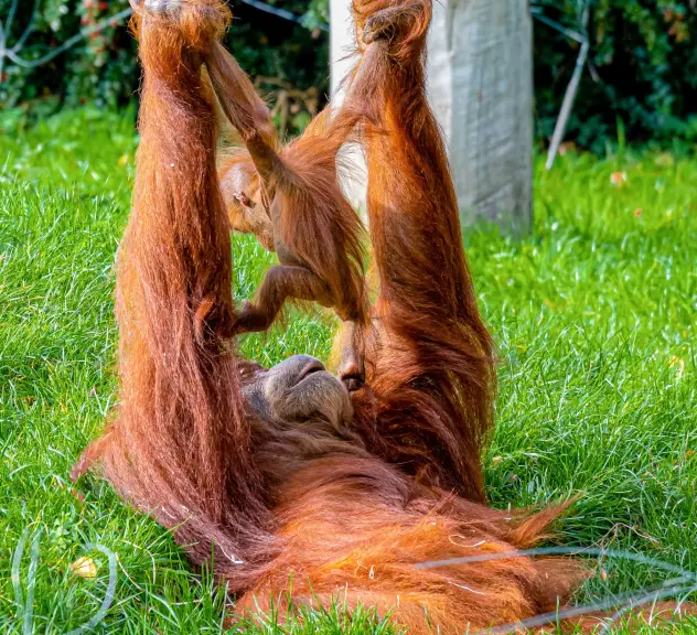 Sumatra-Orang-Utan Mutter spielt mit ihrem Jungtier auf einer Wiese