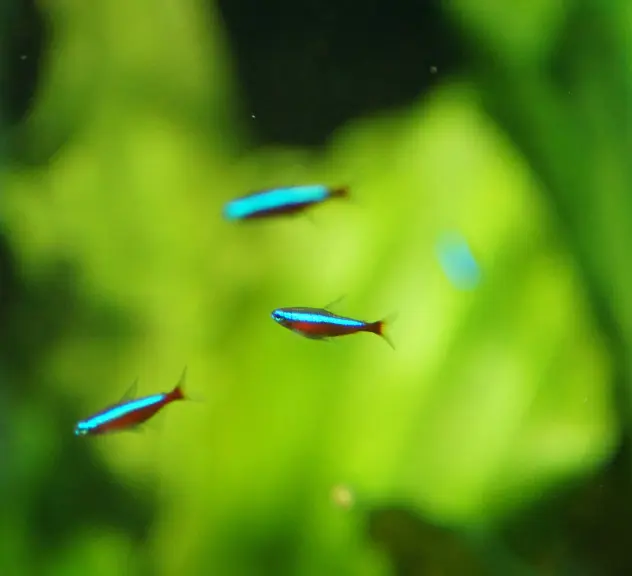 Drei kleine blau-rot leuchtende Fische schwimmen vor grünem Hintergrund