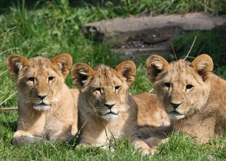 Drei Löwenkinder liegen nebeneinander auf einer Wiese und schauen in die Kamera