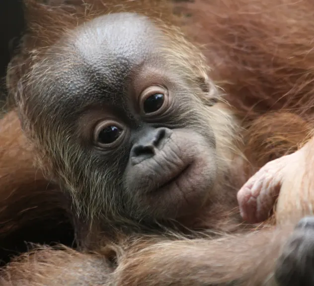Ein Orang-Utan Baby in den Armen seiner Mutter