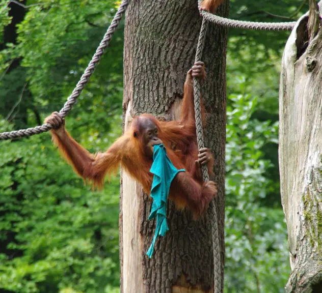 Ein Orang-Utan-Jungtier hangelt sich an einem Seil zwischen zwei Bäumen entlang und hat ein grünes Tuch im Mund