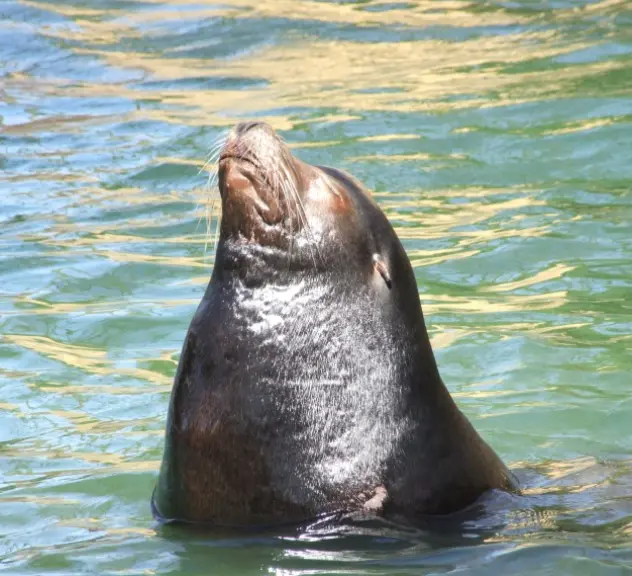 Seelöwe im Wasser streckt seinen Körper und seinen Kopf in die Luft