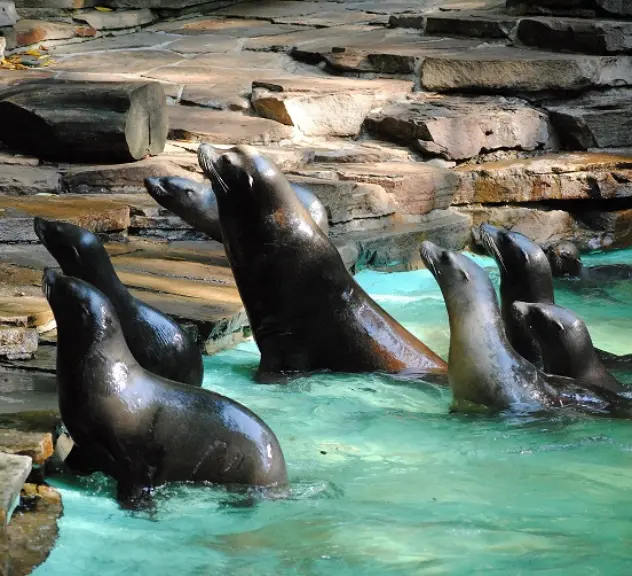 Sieben Seelöwen schauen mit aufrechtem Oberkörper aus einem Becken nach links