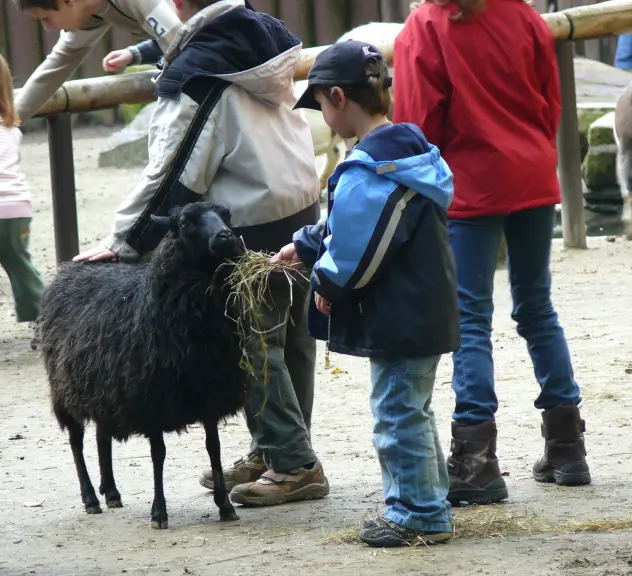 Mehrere Kinder stehen im Streichelzoo, im Vordergrund ein kleiner Junge, der ein schwarzes Schaf mit Stroh füttert