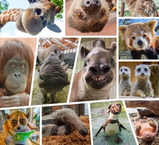 Eine Collage mit Fotos von verschiedenen Tieren im Zoo: Giraffe, Faultier, Affen, Nashorn, Erdmännchen, Pinguin, Nasenbär und weitere