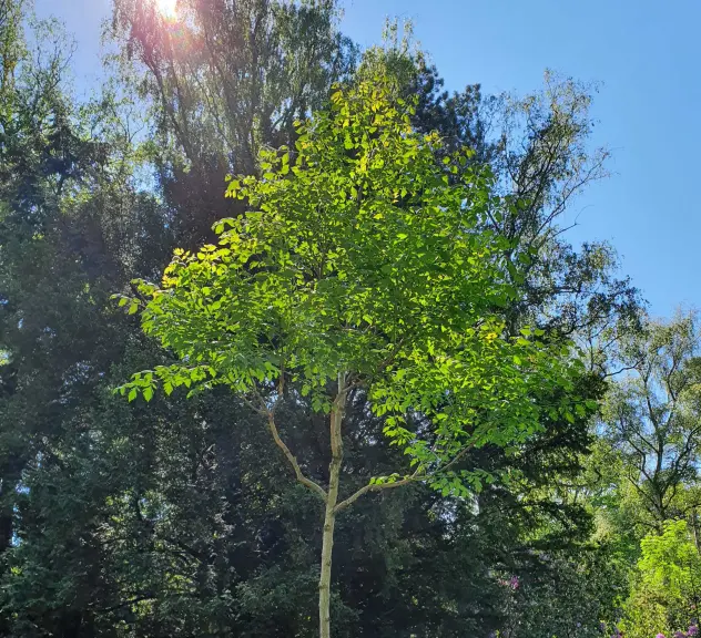 Großaufnahme des Blasenbaums - Koelreuteria paniculata