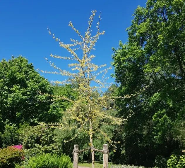 Großaufnahme des Milchorangenbaumes - Maclura pomifera