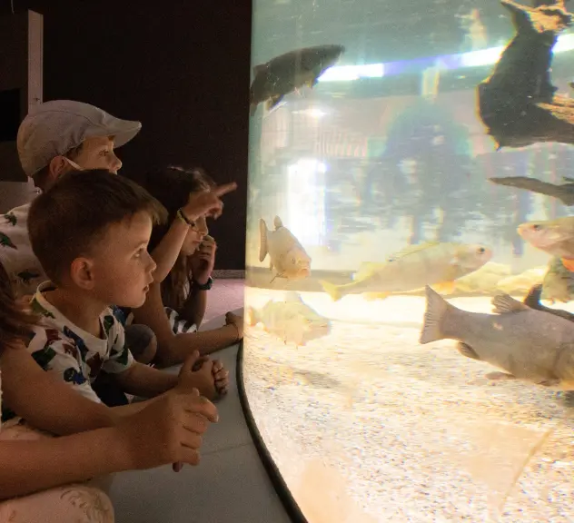 Zu sehen sind vier Kinder vor einem großen Aquarium mit hell- und dunkelgrauen Fischen. Die Kinder staunen.