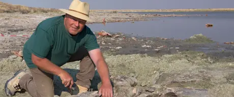Paläontologe Dick Mol bei der Ausgrabung des Ur-mammuts