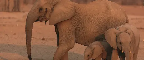 Elefantenkuh in Namibia mit zwei Elefantenjungen