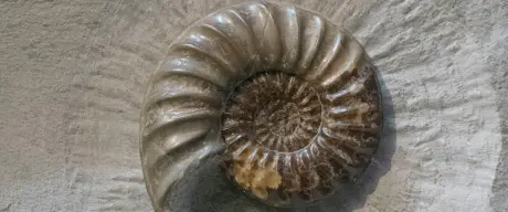 Fossil eines Ammoniten auf einem steinernen Untergrund, gut sichtbar mit klaren Details der spiraligen Schale