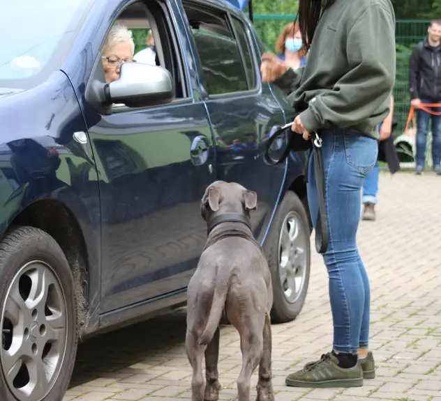 Ein Hund steht ohne Leine neben einem stehenden Auto, aus dem eine Frau herausguckt. Neben dem Hund steht eine Frau mit einer Leine in der Hand. Im Hintergrund andere Hund mit ihren Besitzer*innen.