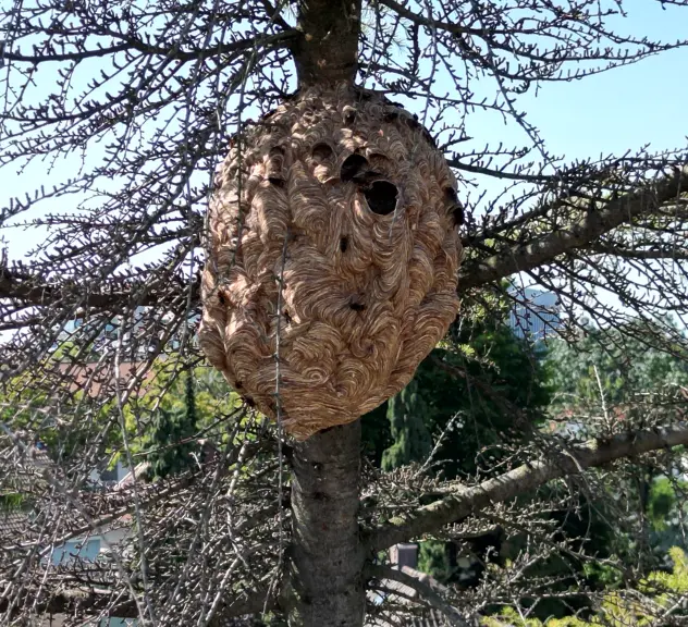 Das Nest einer Asiatischen Hornisse