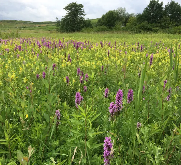 Orchideenwiese am Lanstroper Deponieteich