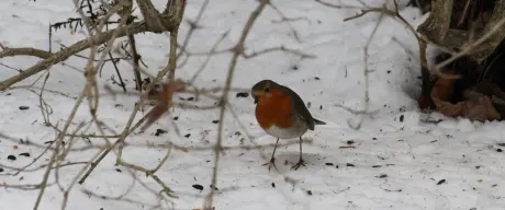 Rotkehlchen im Schnee