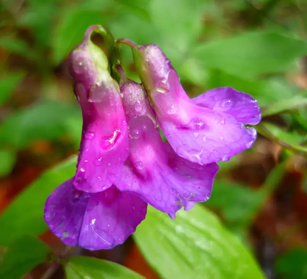 Blüte der Frühlings-Platterbese (Lathyrus vernus)