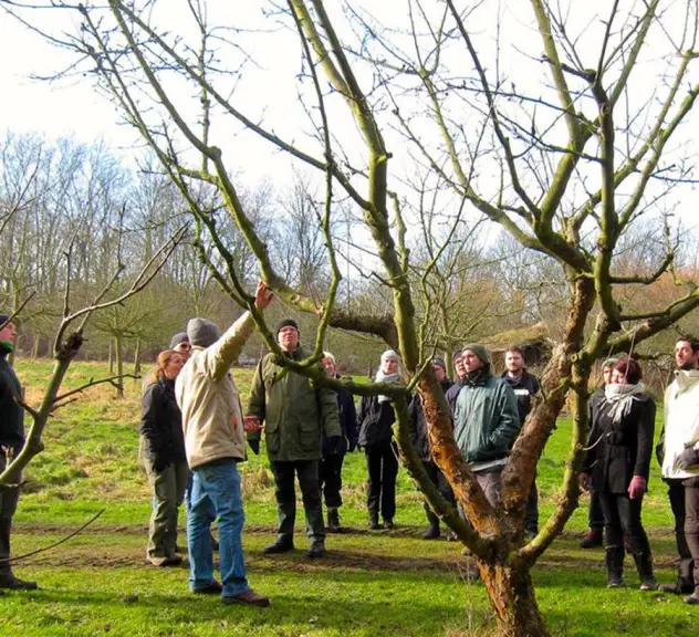 Obstbaumschnitt