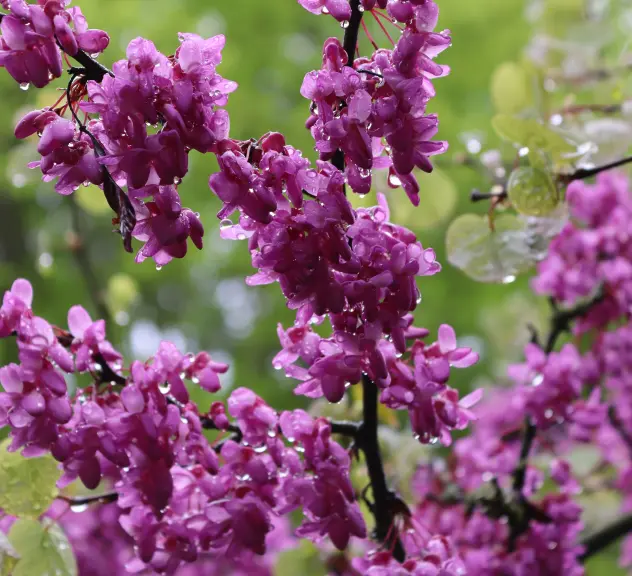 Judasbaum - Cercis canadensis