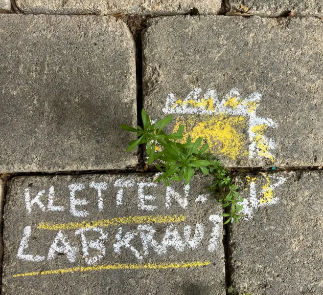 Grünes Kletten-Labkraut wächst aus einer Fuge.