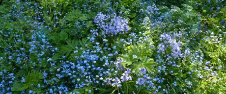 Eine Fläche mit verschiedenen blau blühenden Pflanzen