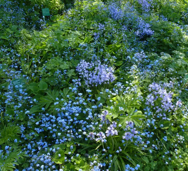 Eine Fläche mit verschiedenen blau blühenden Pflanzen