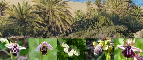 Collage: Landschaftsaufnahme mit Meer und Bergen / Verschiedene Orchideenblüten