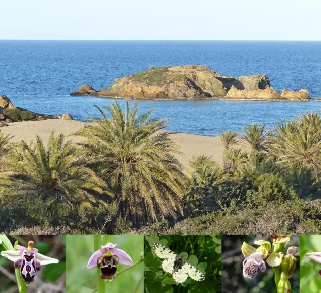 Collage: Landschaftsaufnahme mit Meer und Bergen / Verschiedene Orchideenblüten