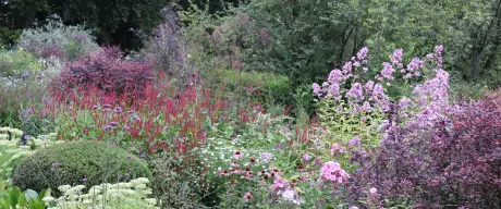 Verschiedene Stauden mit verschiedenfarbigen Blüten in einem Beet