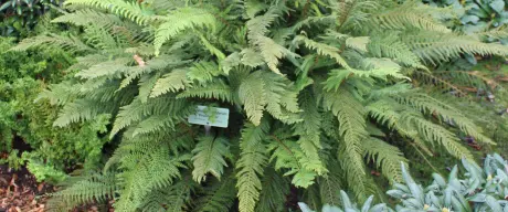 Polystichum setiferum (Schmaler Filigranfarn)