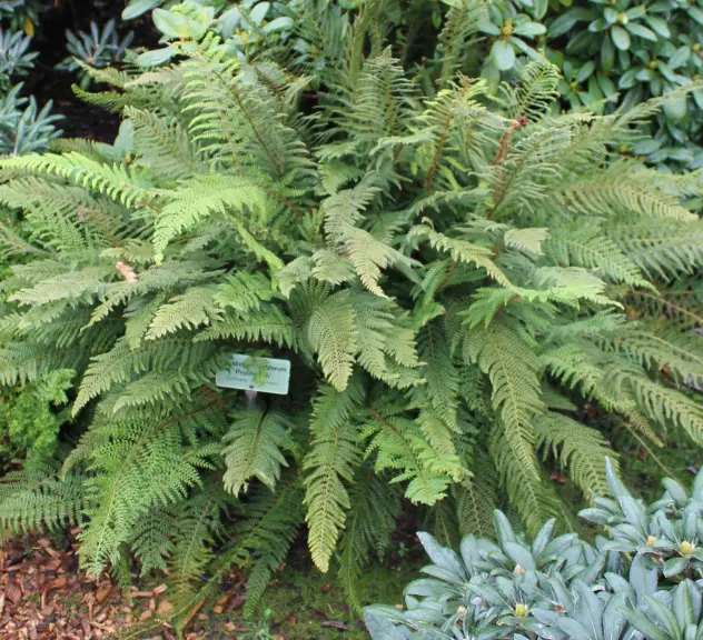 Polystichum setiferum (Schmaler Filigranfarn)