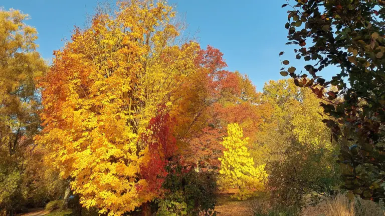 Kanadischer Ahorn (Acer Saccharum) mit herbstlich verfärbten Blättern 