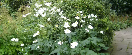 Herbst-Anemone mit weißen Blüten