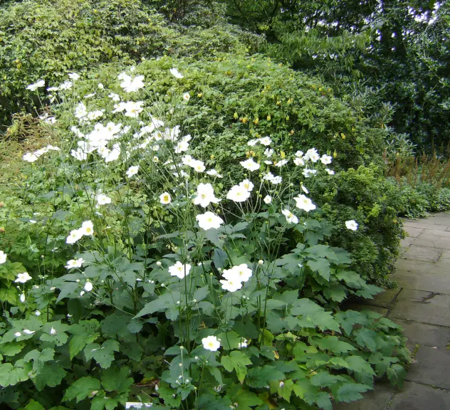 Herbst-Anemone mit weißen Blüten